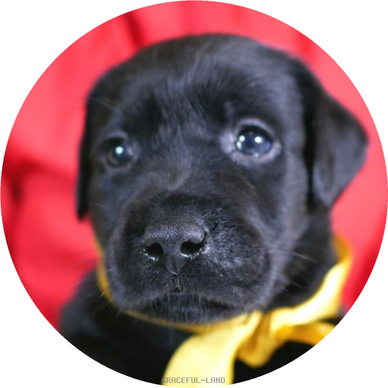 英国ラブラドールの子犬(A child of ソロモン & ) 英国ラブラドールの子犬